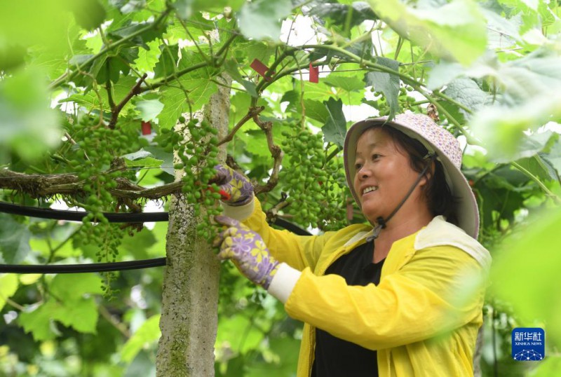 5月6日，在廣西東蘭縣武篆鎮(zhèn)東里村葡萄園，村民在管護葡萄。