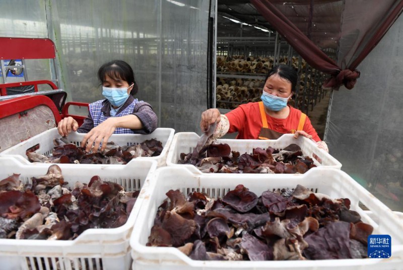 5月6日，在廣西東蘭貴隆生態(tài)農業(yè)科技有限公司食用菌產業(yè)園，工人分揀剛采摘的食用菌。