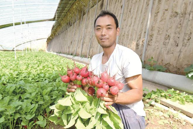 蔬菜種植戶忙得不亦樂乎。攝影：鄧建青