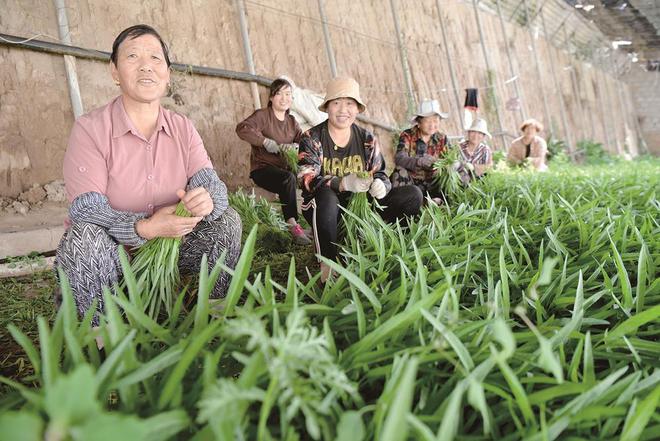 7月5日，在青?；萏镛r(nóng)業(yè)種植基地內(nèi)，農(nóng)戶收割蔬菜。攝影：鄧建青