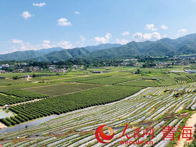 遠眺藍莓基地。人民網(wǎng) 劉沛然攝